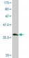 RPL36A Antibody (monoclonal) (M01)
